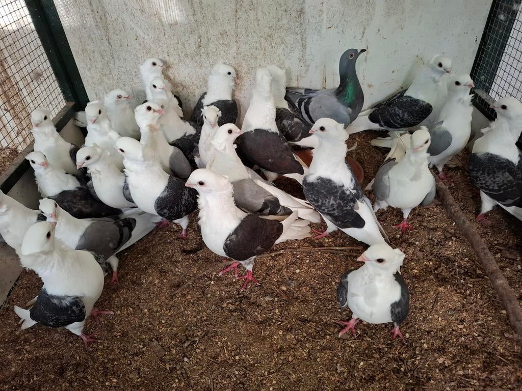 Kweekgroep Duitse meeuwtjes, Meerdere dieren, Overige soorten
