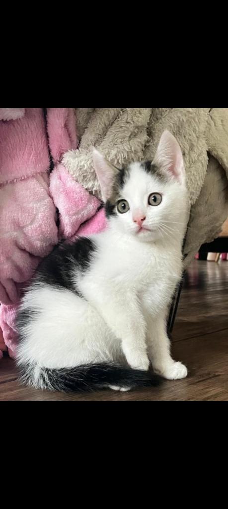 Lief katertje, Dieren en Toebehoren, Katten en Kittens | Overige Katten, Kater, Kortharig, 0 tot 2 jaar