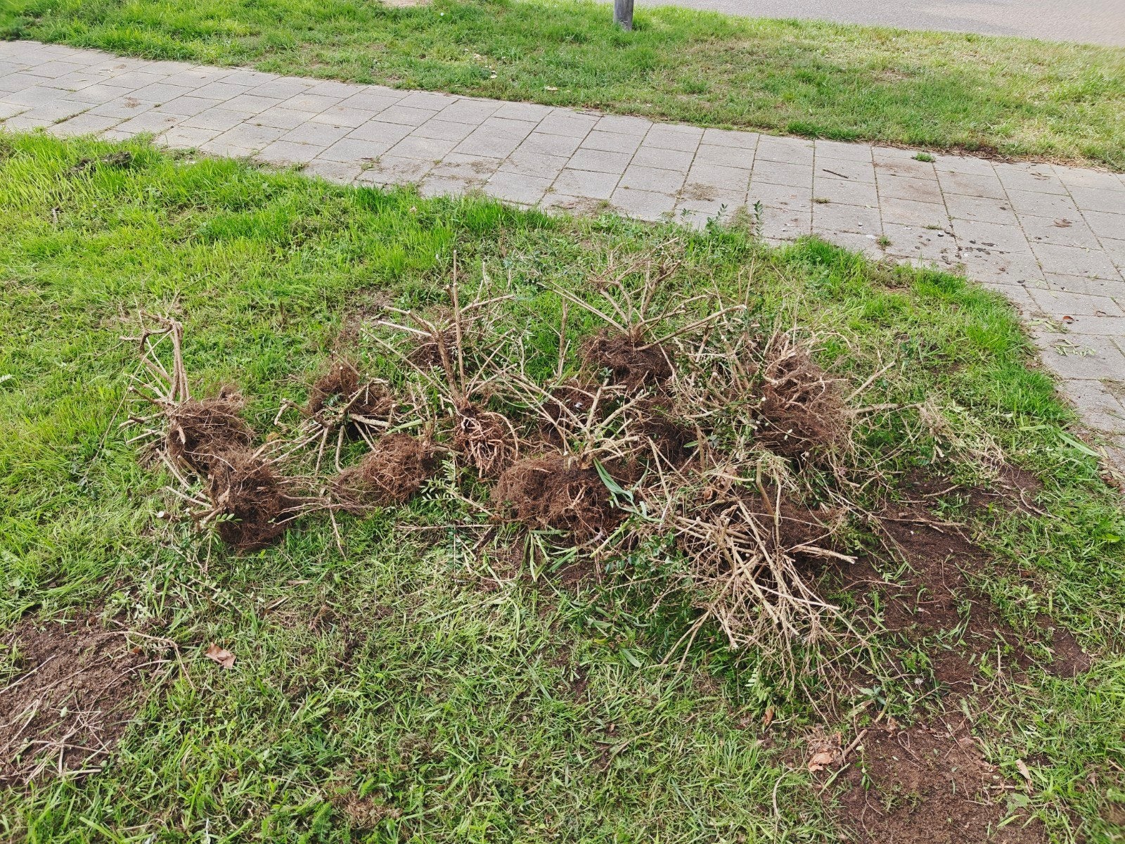 Struik kamperfoelie losse struikjes, Tuin en Terras, Ophalen, Bodembedekkers, Vaste plant, Halfschaduw