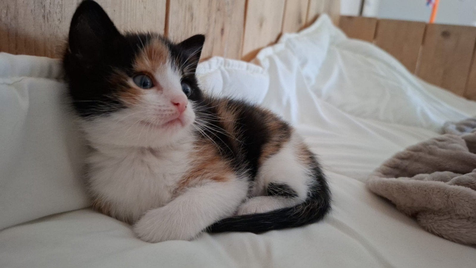 4 hele lieve prachtige kittens, Dieren en Toebehoren, Meerdere dieren, Ontwormd