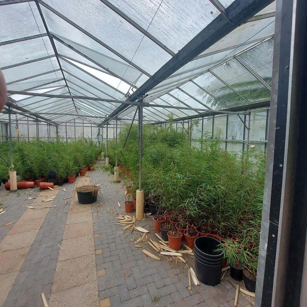 Bamboe, Tuin en Terras, Planten | Tuinplanten, Ophalen, Bloeit niet, Overige soorten, Halfschaduw