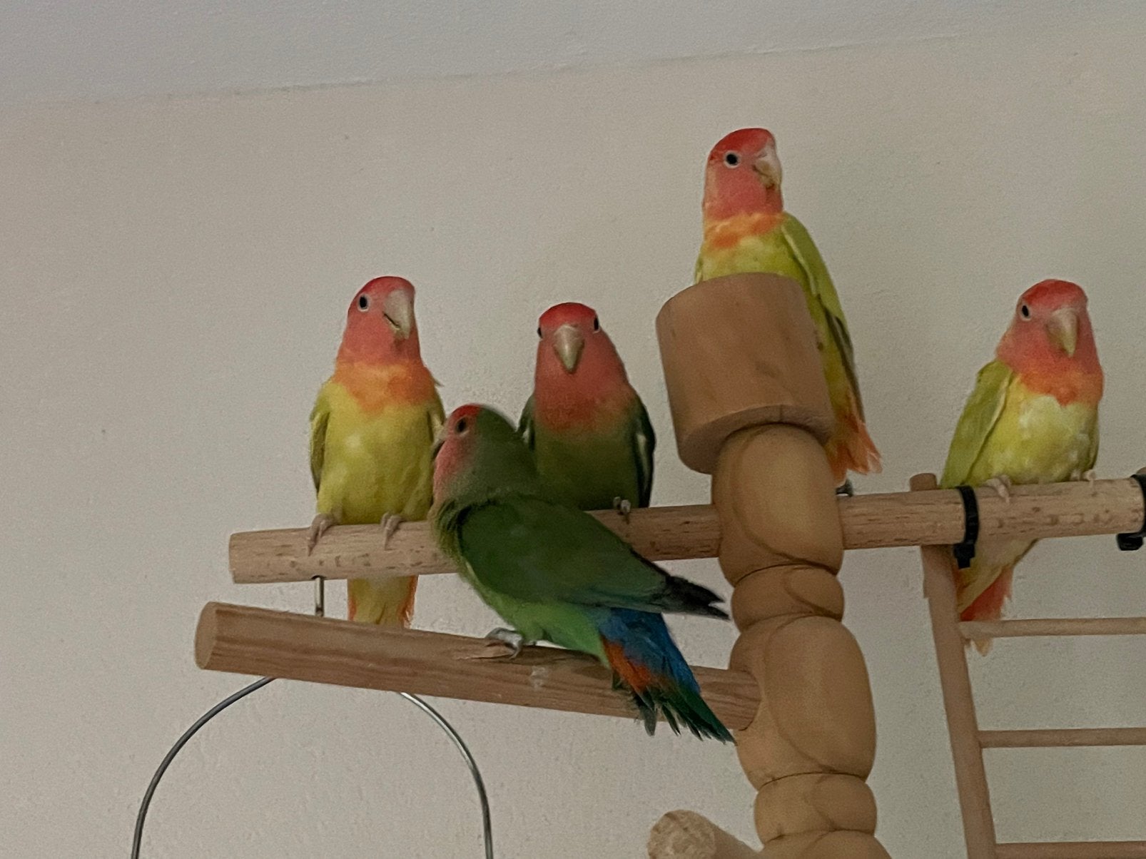 Jonge en Gezonde Agapornis Dwergpapegaai Lovebird Handtam, Meerdere dieren, Dwergpapegaai of Agapornis, Tam
