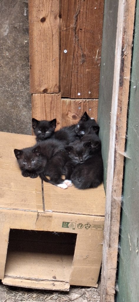 jonge kittens, Meerdere dieren, Kortharig, 0 tot 2 jaar