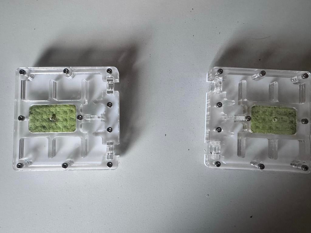 2x Mieren nest Acryl.
