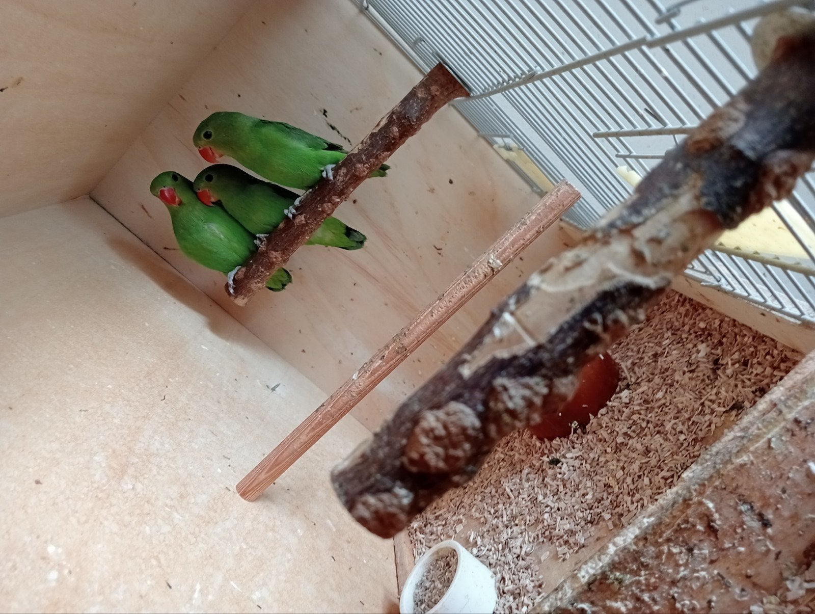 taranta's dwerg papegaai, Meerdere dieren, Papegaai