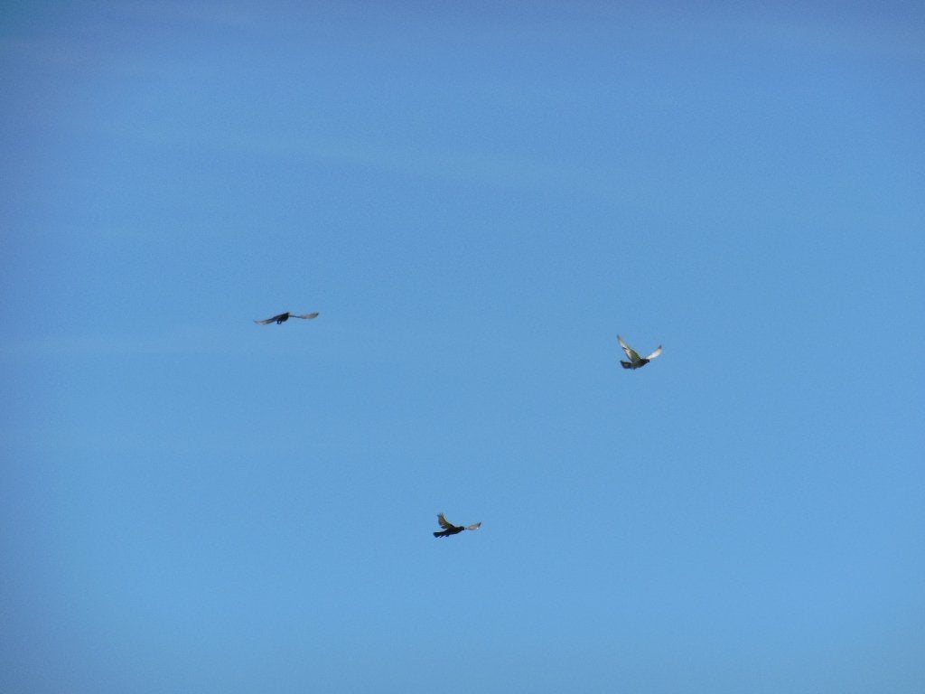 Vliegshow met tuimelaars, rollers en duikvluchtduiven, Dieren en Toebehoren, Vogels | Duiven, Tuimelaar of Roller, Meerdere dieren