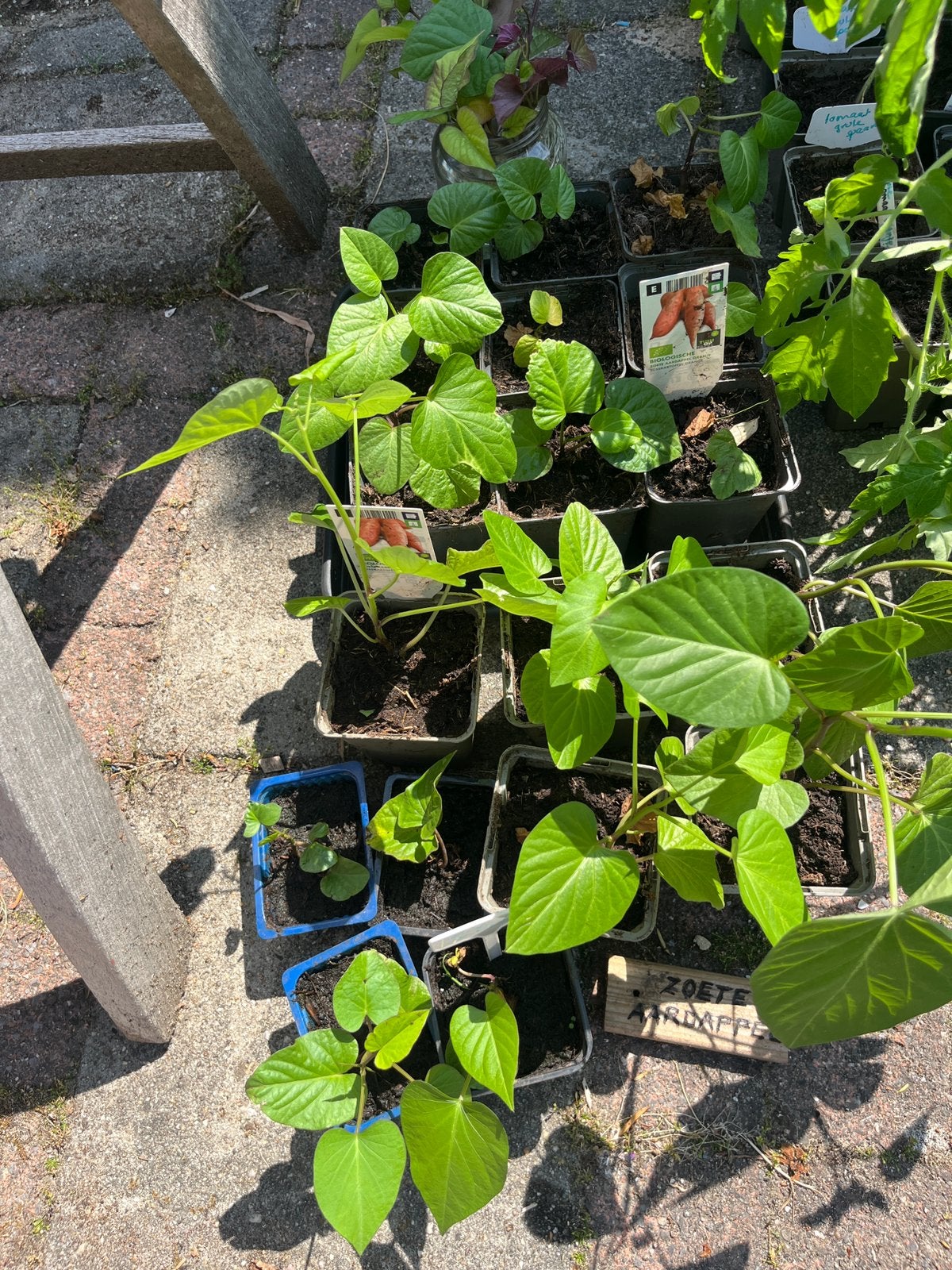 zoete aardappel plantjes en meer, Ophalen, Eenjarig, Groenteplanten, Volle zon