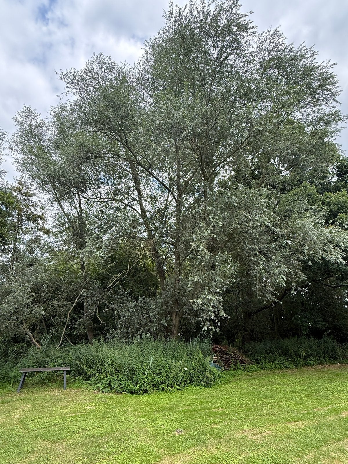 Grote bomen om te kappen, Tuin en Terras, Planten | Bomen, Bloeit niet, Overige soorten, 400 cm of meer, Ophalen