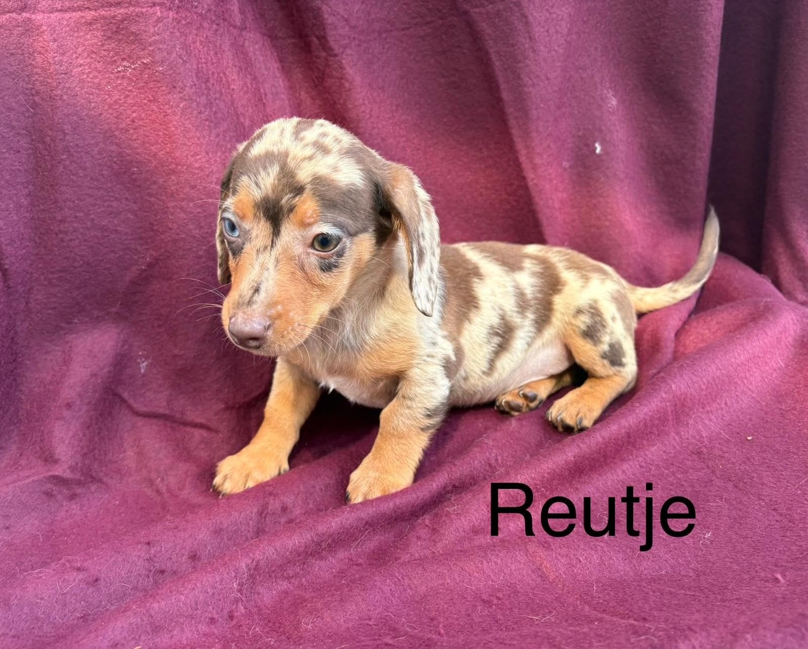 teckel puppy's, Standaard, CDV (hondenziekte), 8 tot 15 weken, Korthaar