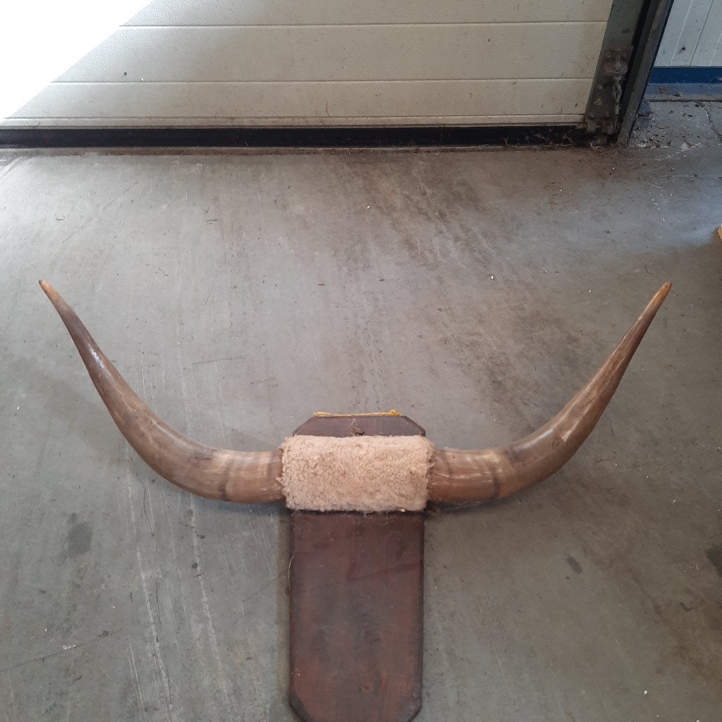 koe hoorns, Ophalen, Zo goed als nieuw, Boerderijdier, Gewei of Kop