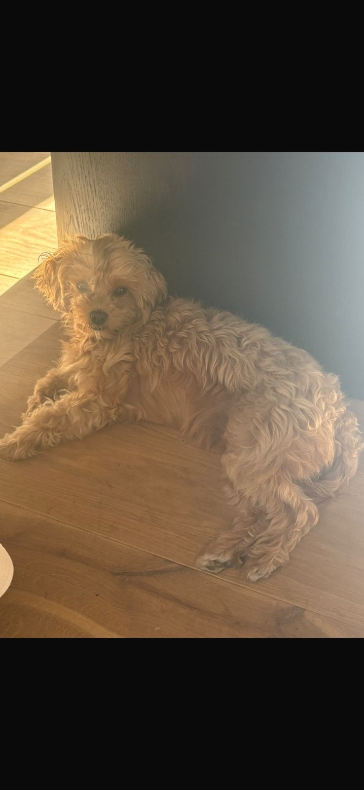 Dekreu gezocht voor onze maltipoo (maltipoo,poedel,…), Dieren en Toebehoren, België, Particulier, Reu, Eén hond