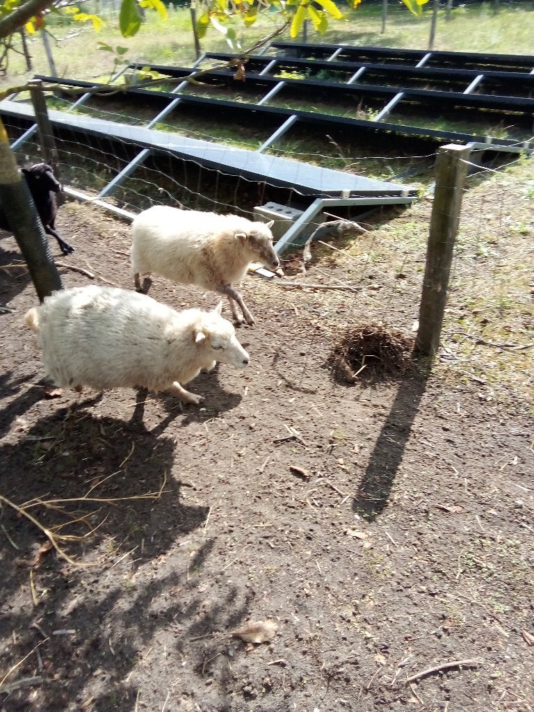 maaien met schapen, Tuinonderhoud of Snoeiwerk