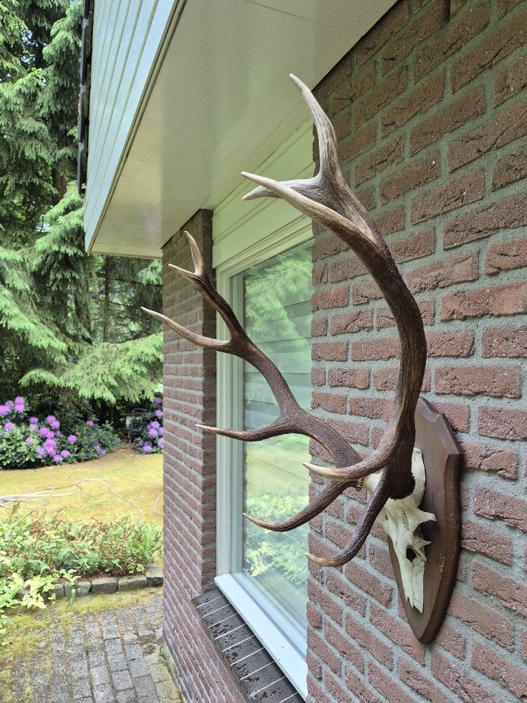 Prachtig Edelhert houten schild Gewei Jacht Hut Mancave h29, Ophalen, Gebruikt, Hert, Gewei of Kop