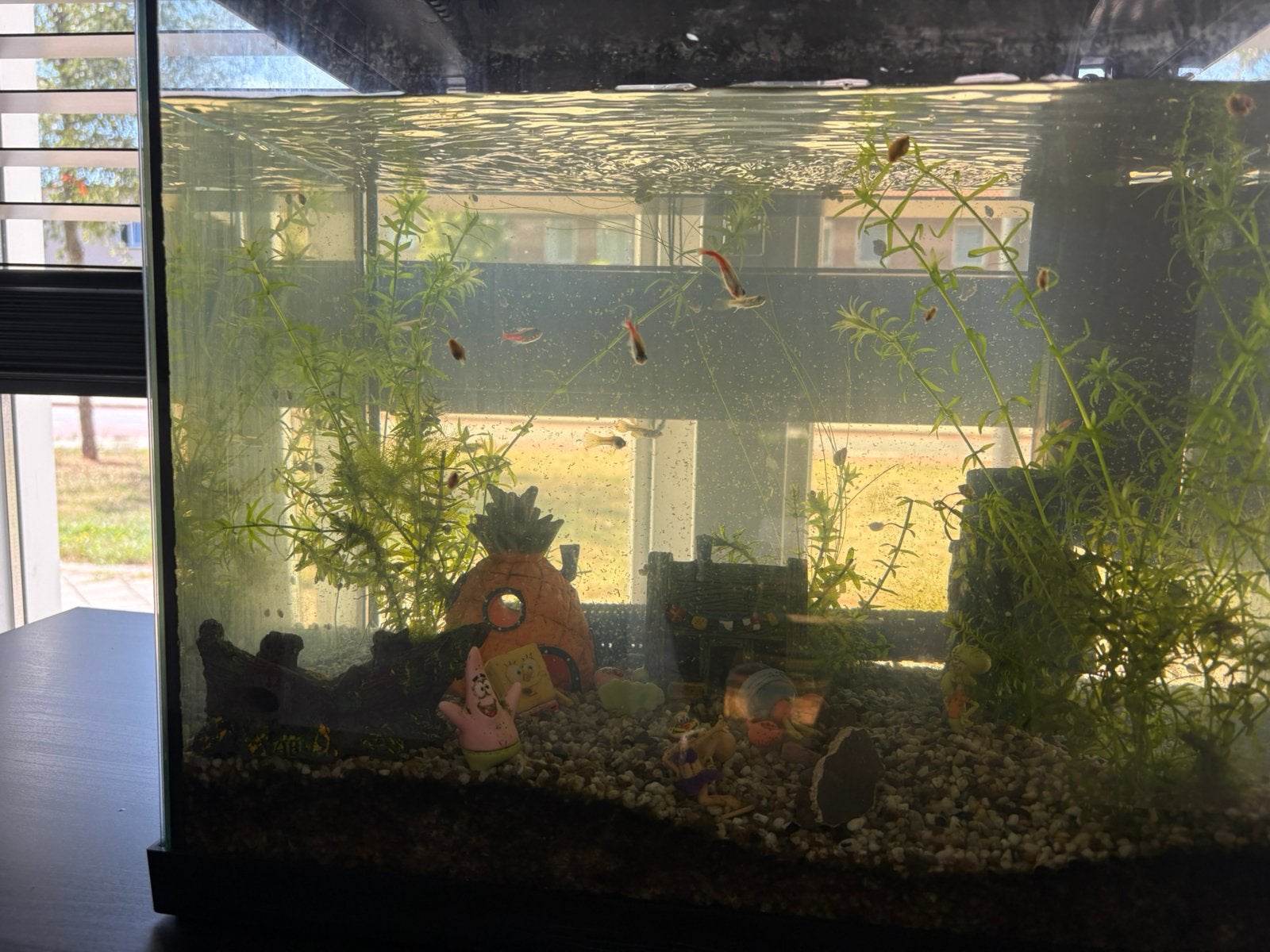 Aquarium met visjes, Dieren en Toebehoren, Vissen | Aquaria en Toebehoren, Ophalen, Zo goed als nieuw, Gevuld zoetwateraquarium