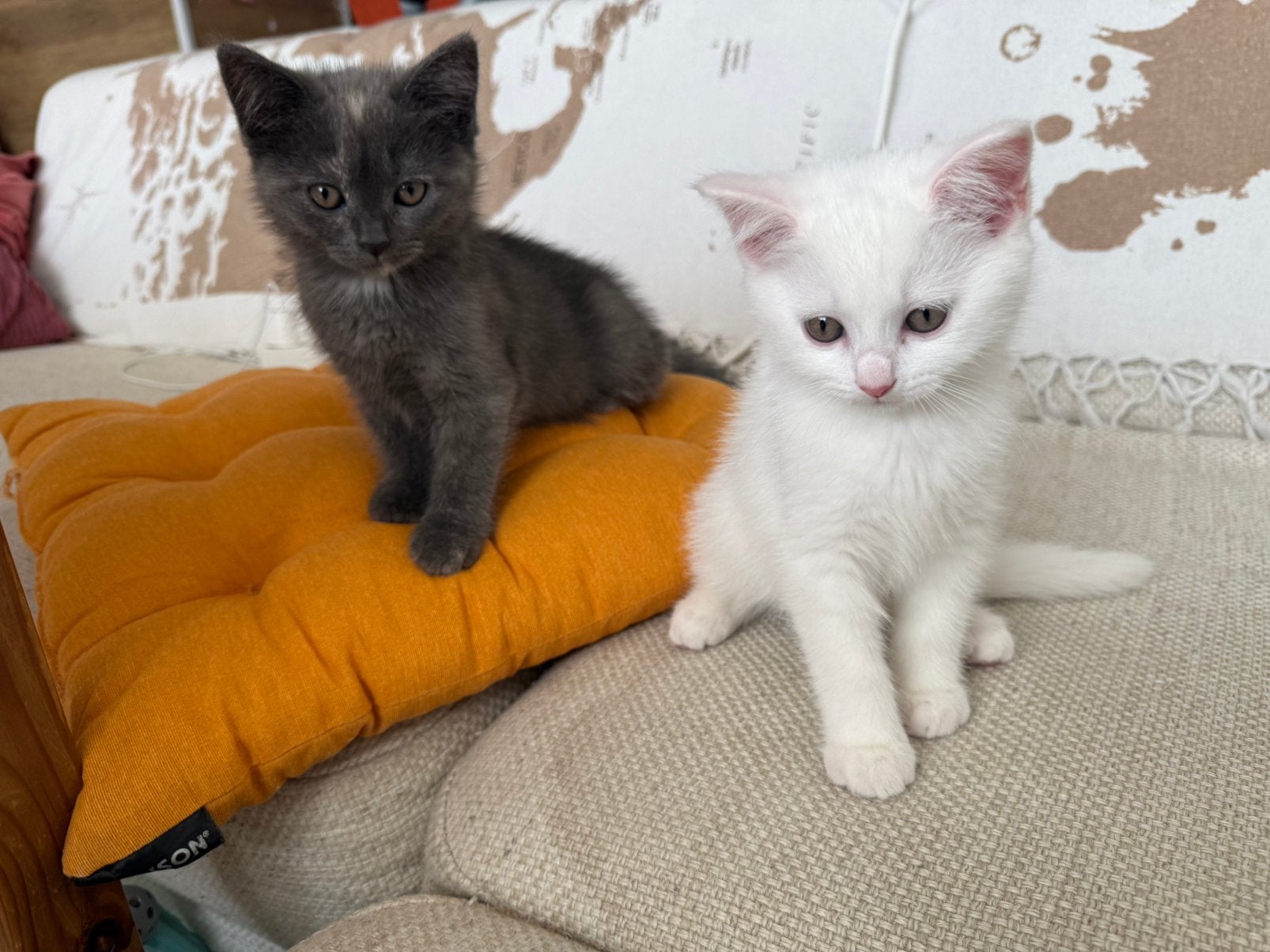 Prachtige Britse Korthaar kittens, Dieren en Toebehoren, Katten en Kittens | Raskatten | Korthaar, Meerdere dieren, Ontwormd, 0 tot 2 jaar