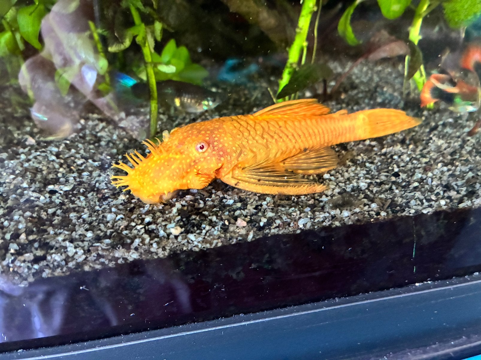 L nummer algeneter aquarium vis vissen, Vis