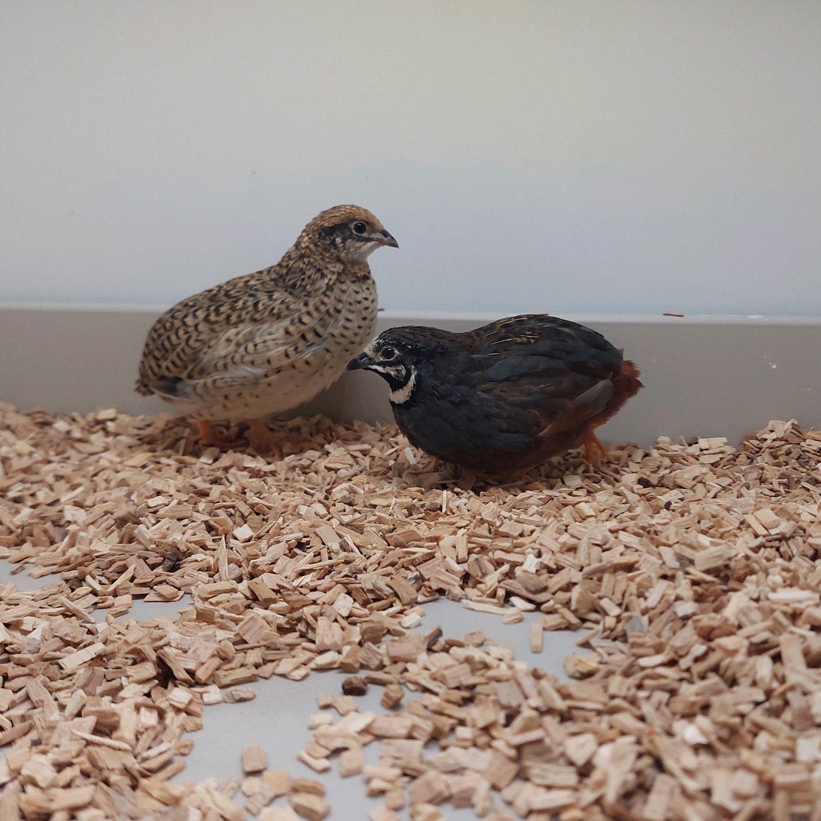 chinese dwergkwartels, Dieren en Toebehoren, Vogels | Overige Vogels, Meerdere dieren
