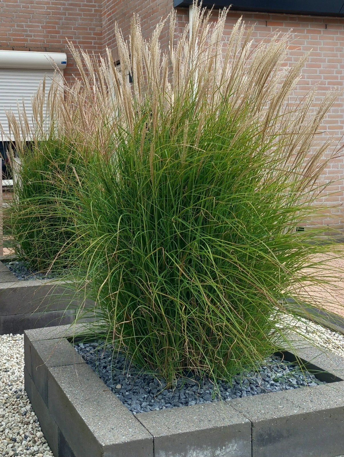 Miscanthus sinensis Silberspinne (Chinees prachtriet), Tuin en Terras, Planten | Tuinplanten, Ophalen, Siergrassen