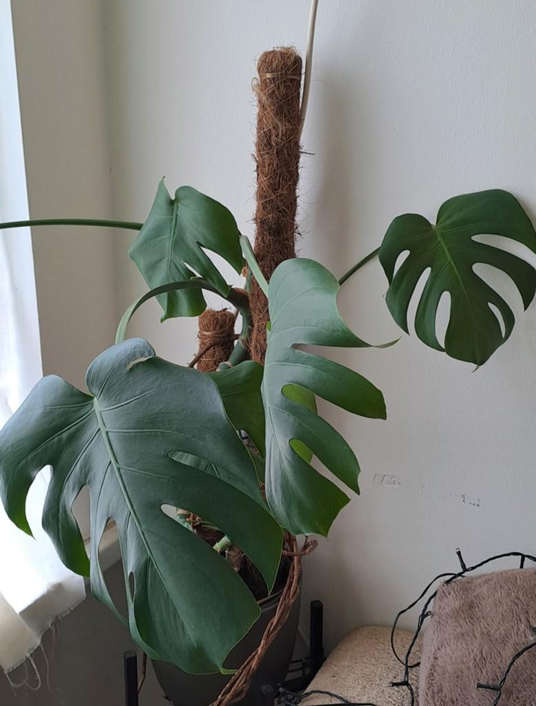 Monstera Deliciosa, Ophalen, Halfschaduw, Minder dan 100 cm