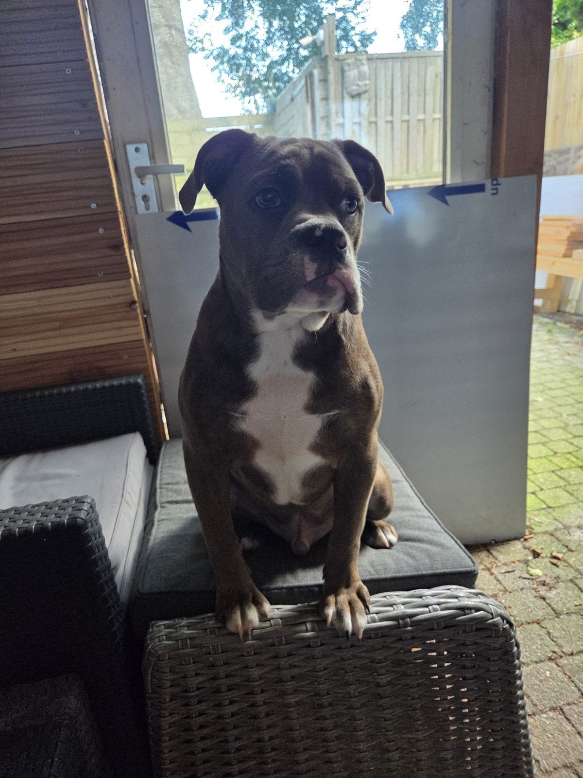 old english bulldog pup reu 7 maand, Parvo, 15 weken tot 1 jaar, Reu, Bulldog
