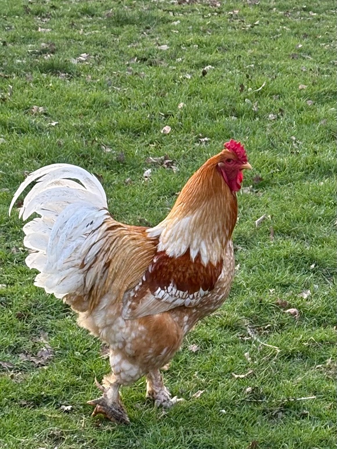 Brahma hanen, Dieren en Toebehoren, Mannelijk, Kip