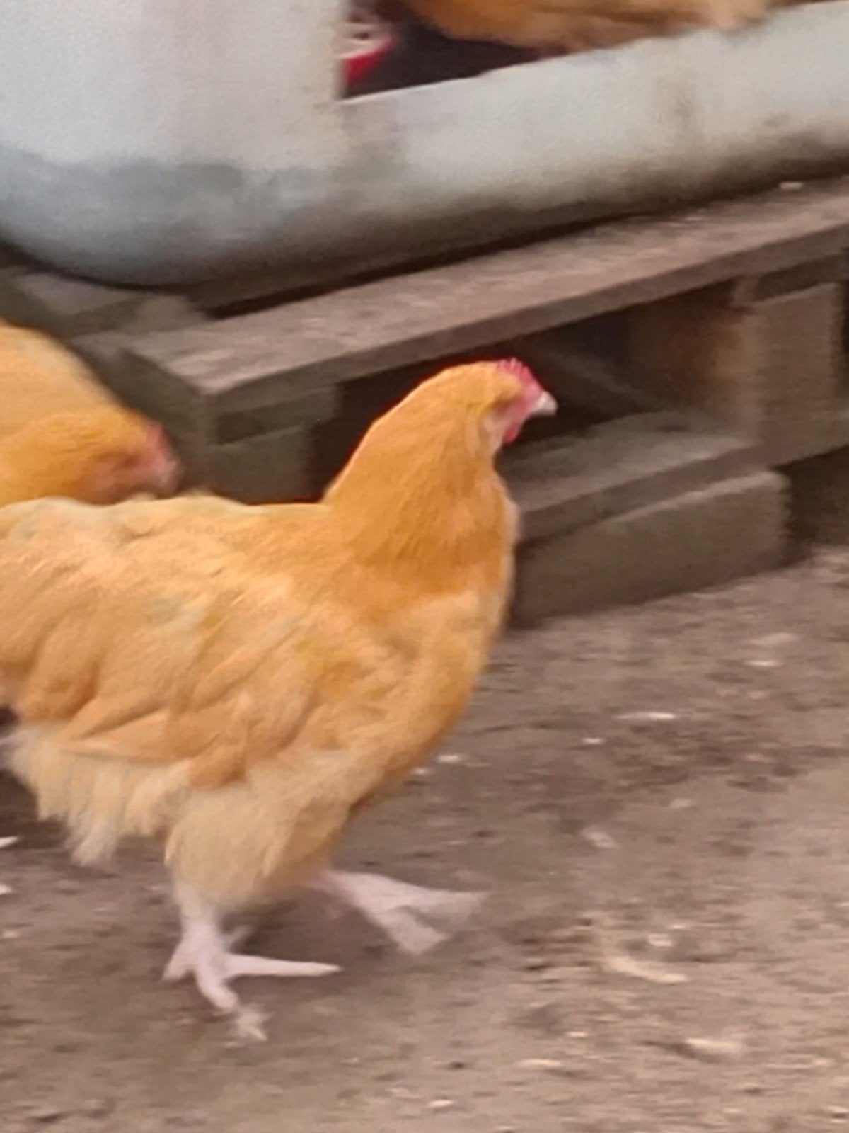 Orpington Hennen ne hanen, Dieren en Toebehoren, Meerdere dieren, Kip