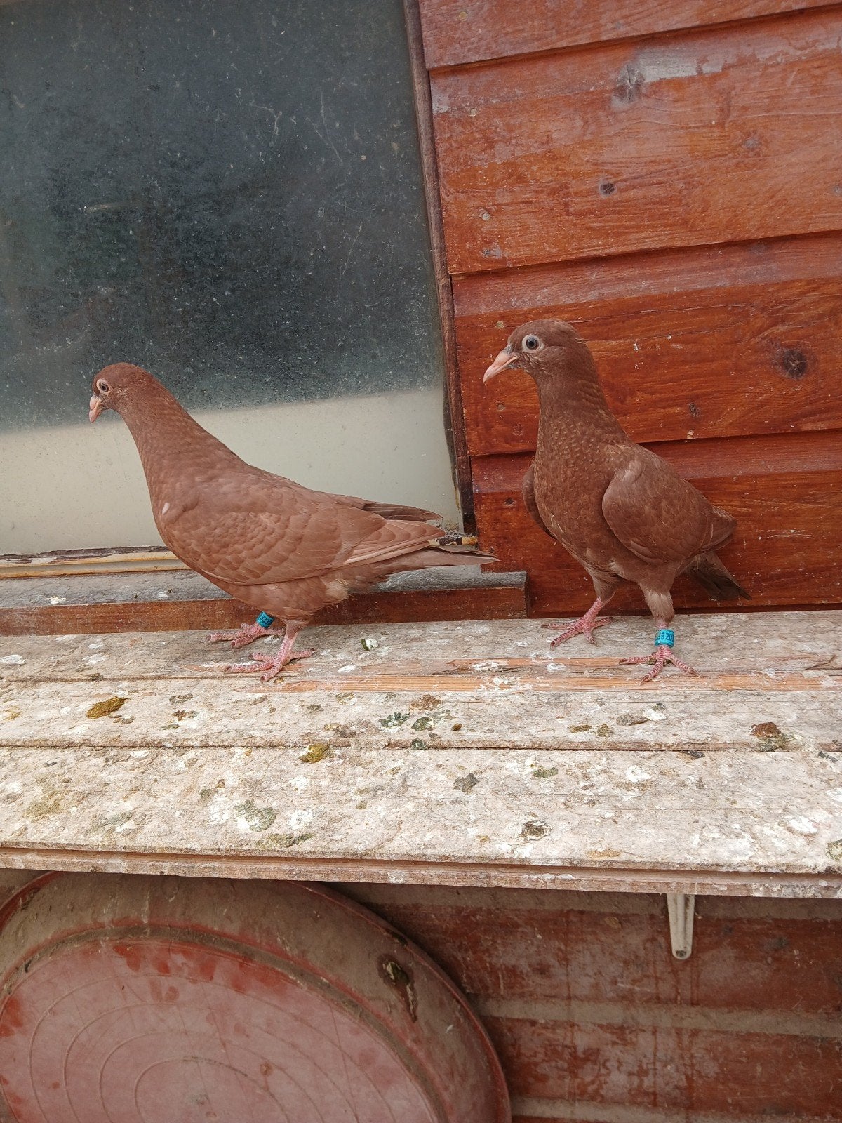 fokzuivere rode post duiven, Dieren en Toebehoren, Vogels | Duiven, Meerdere dieren, Postduif