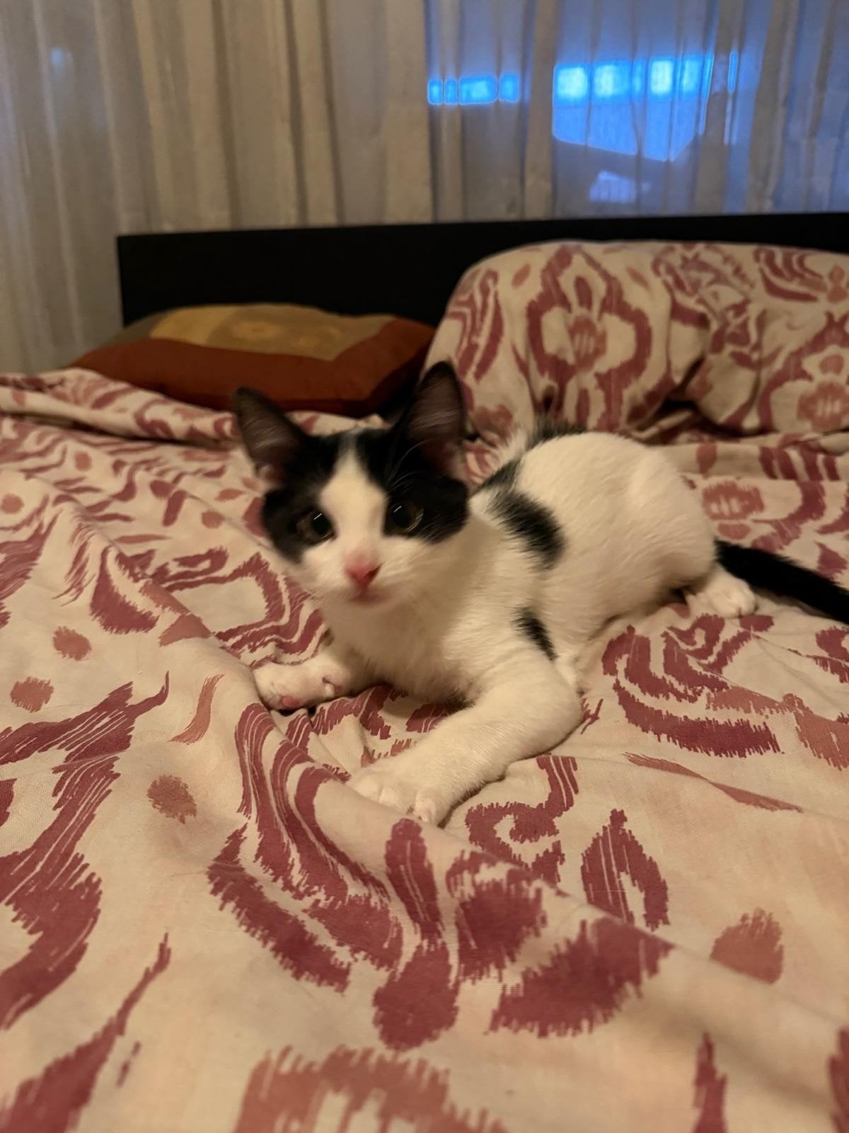 2 kittens (1 mannetje en 1 vrouwtje) - 11 weken oud
