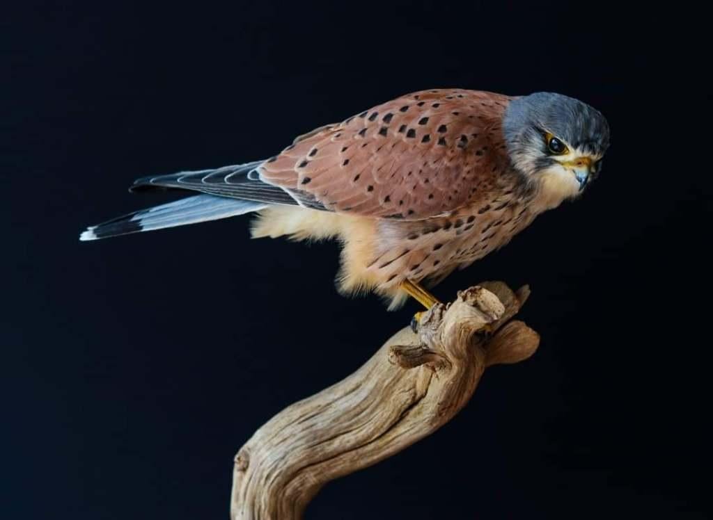 Gezocht Overleden vogels taxidermy, Ophalen of Verzenden, Nieuw, Vogel, Opgezet dier