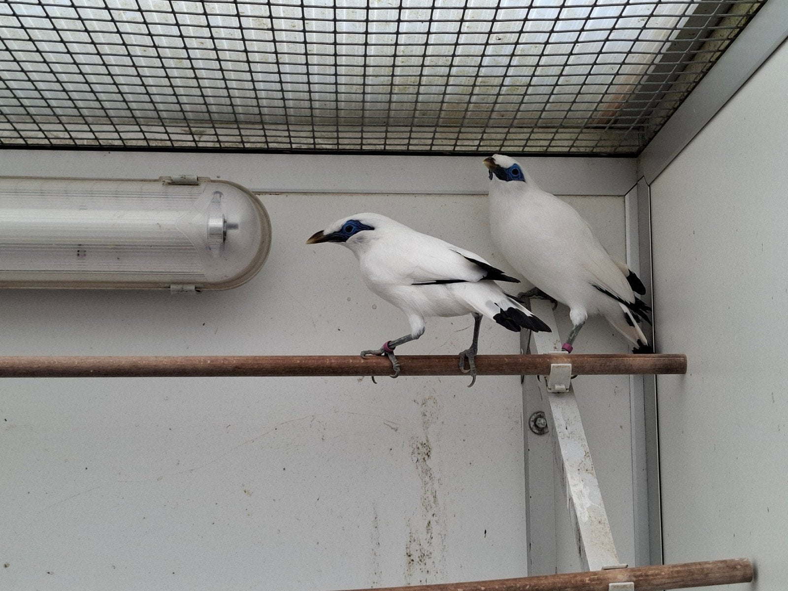 Bali spreeuwen, Dieren en Toebehoren, Vogels | Overige Vogels, Meerdere dieren
