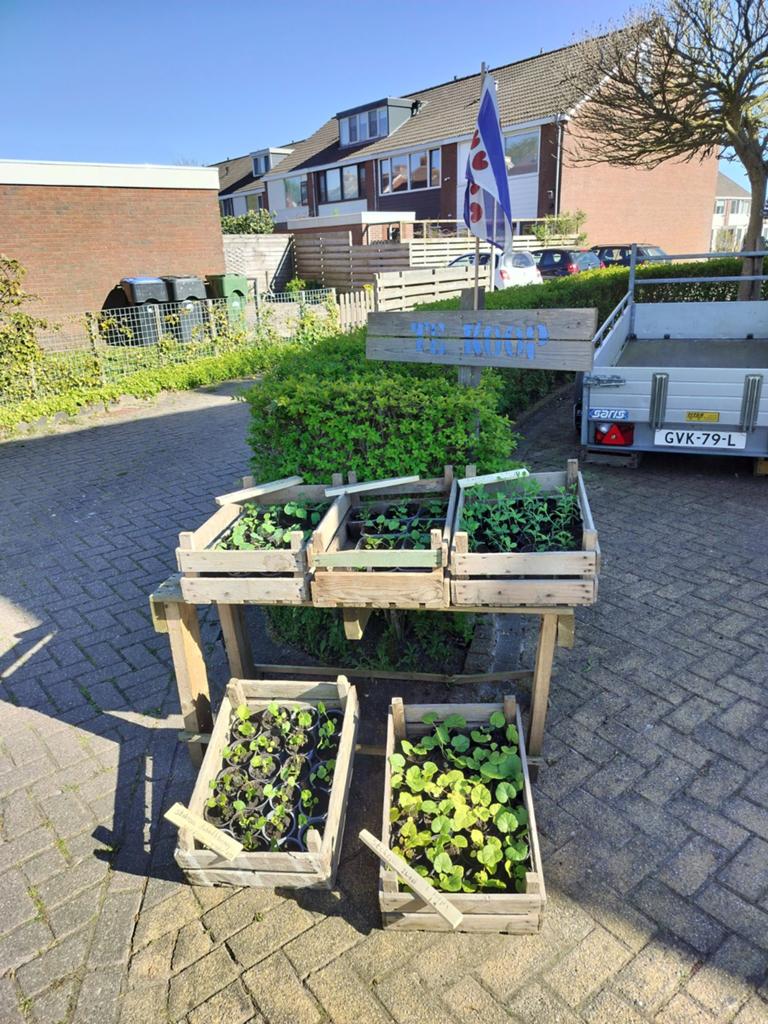 Diverse groente planten, Ophalen, Eenjarig, Groenteplanten, Volle zon
