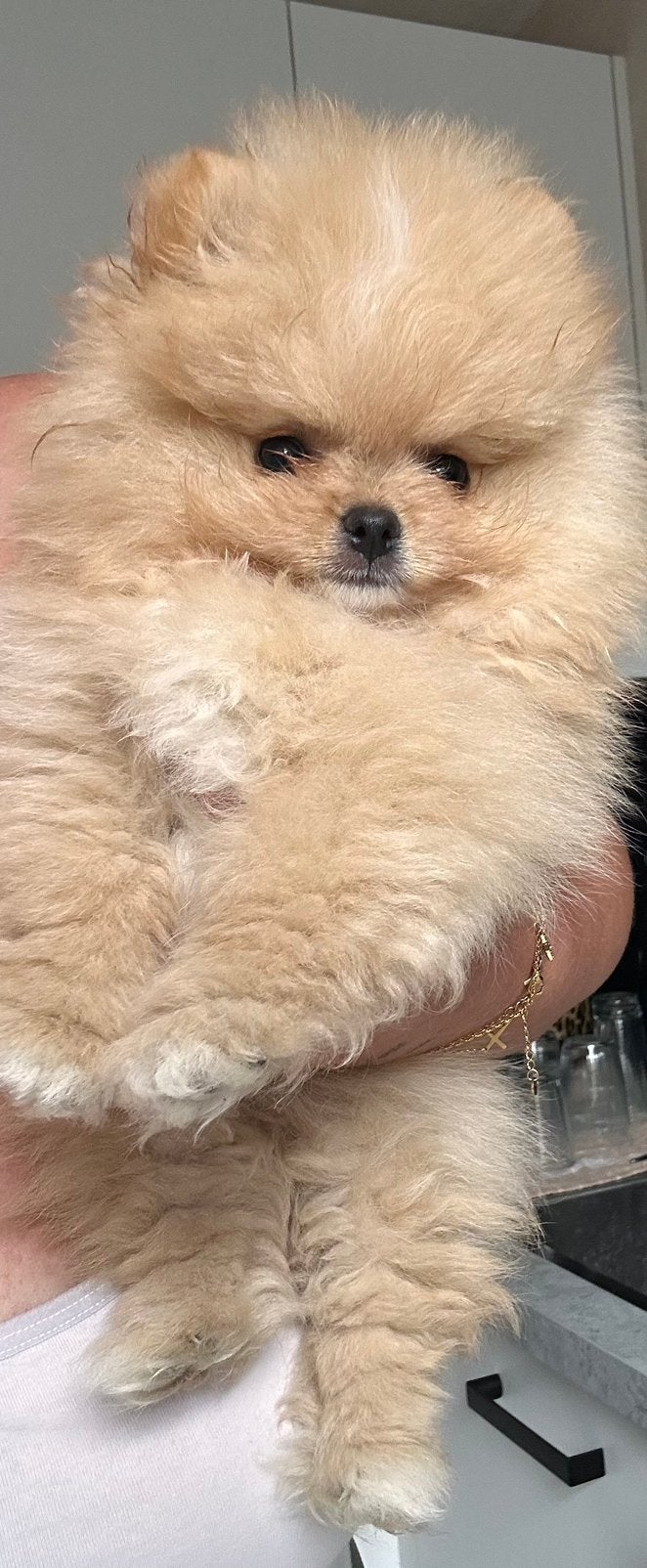 Klein creme kleurig reutje, Particulier, Keeshond, 15 weken tot 1 jaar, Reu