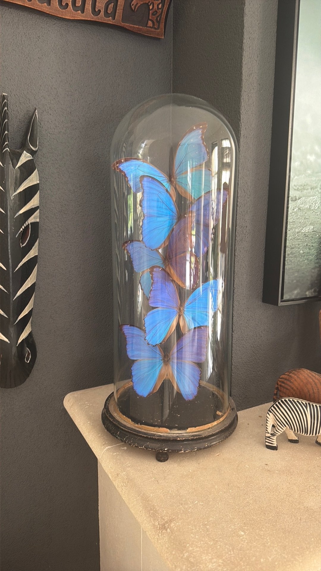 5 Opgezette vlinders in  stolp taxidermie heel mooi, Ophalen, Zo goed als nieuw