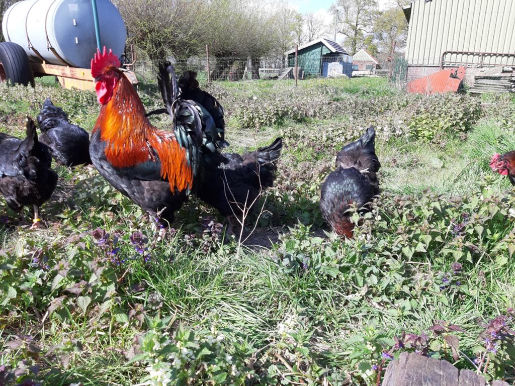 Marans broedeieren, Geslacht onbekend, Kip