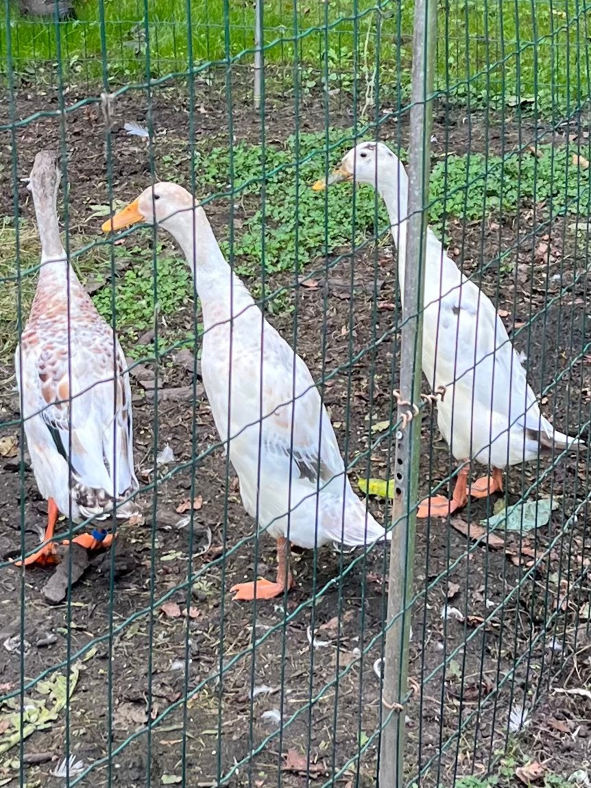 Loopeenden trio, Meerdere dieren, Eend