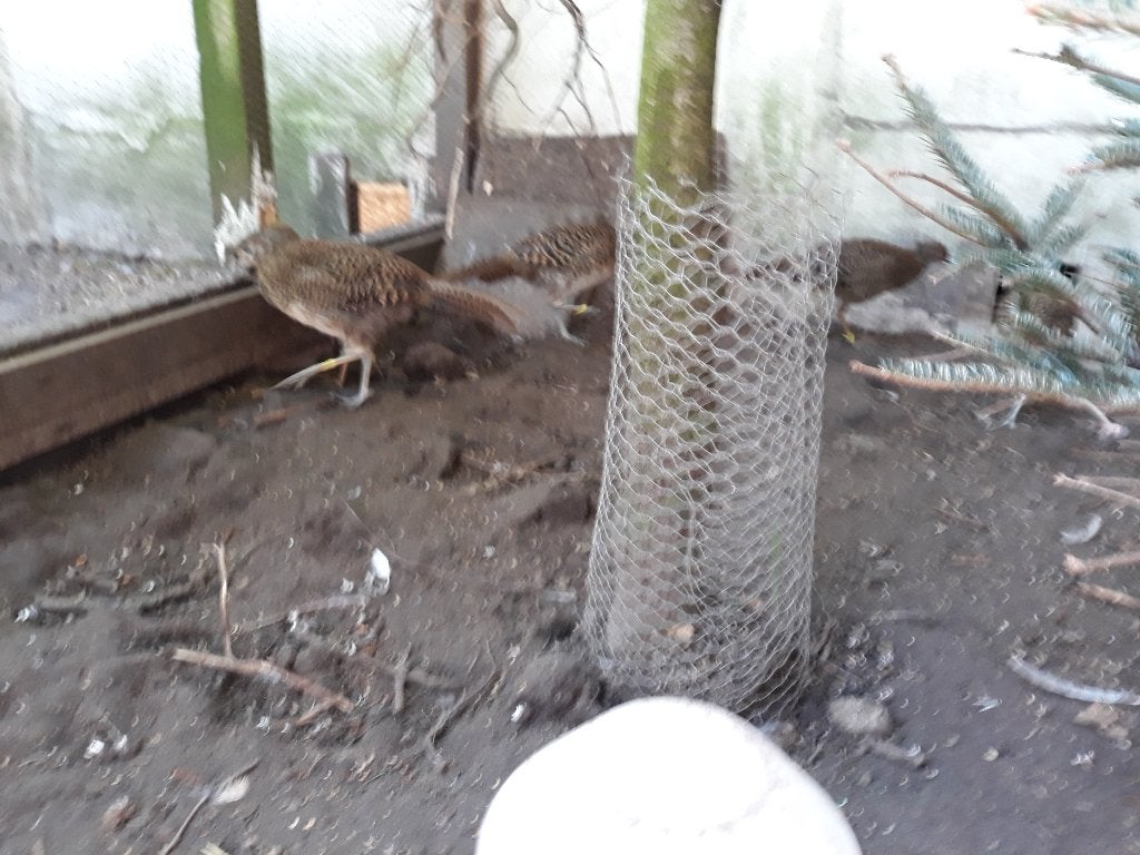 Goudfazanten, Dieren en Toebehoren, Pluimvee, Meerdere dieren, Overige soorten