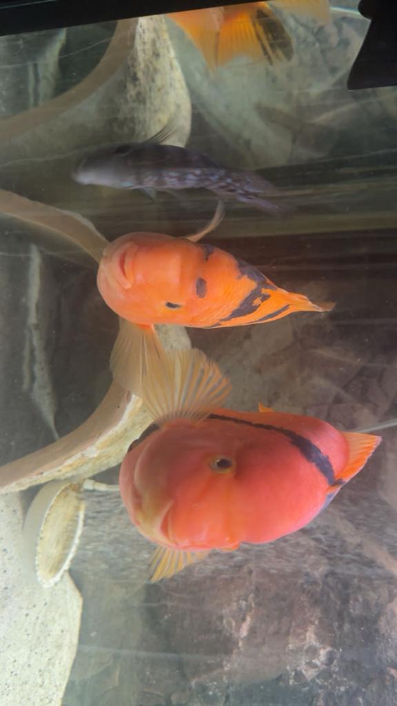 Koppel santa  parrots, Dieren en Toebehoren, Vis