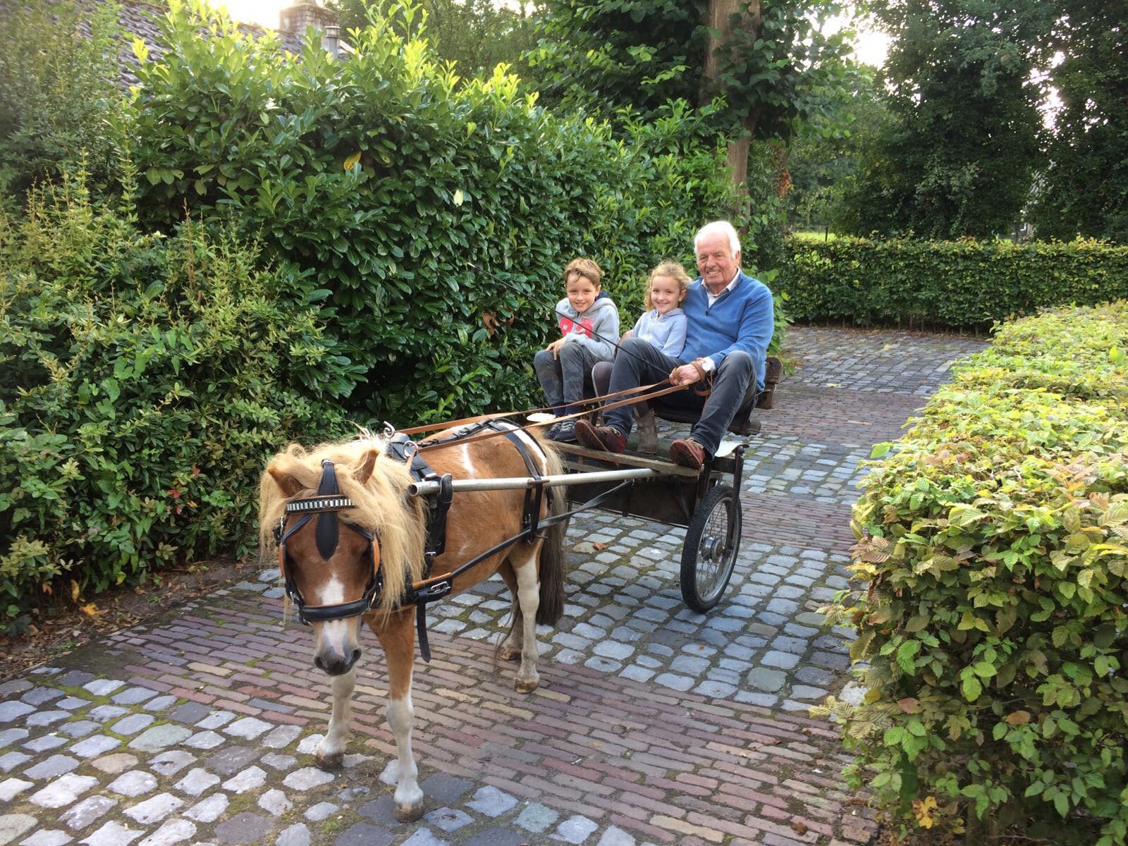 Shetland pony met span, Gebruikt, Pony