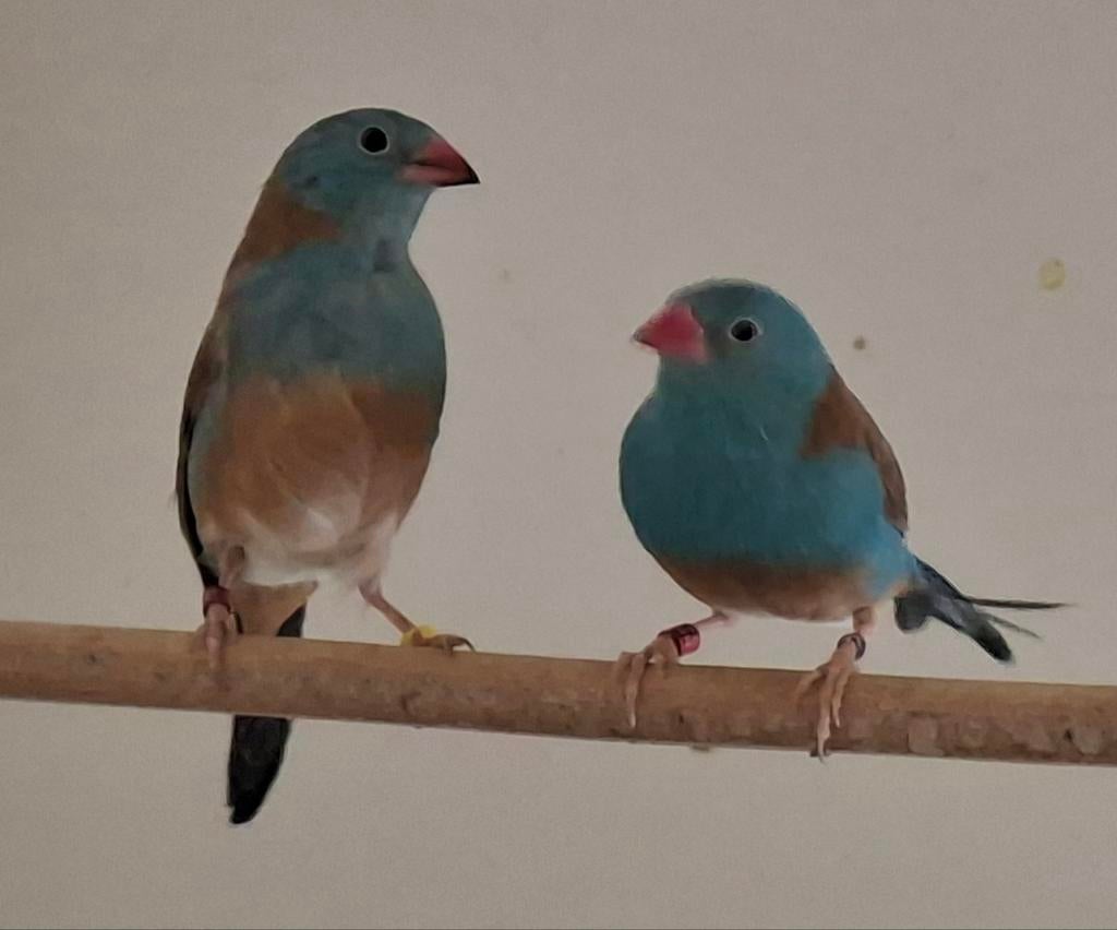 Koppel blauwkopblauwfazantjes, Meerdere dieren, Tropenvogel, Geringd