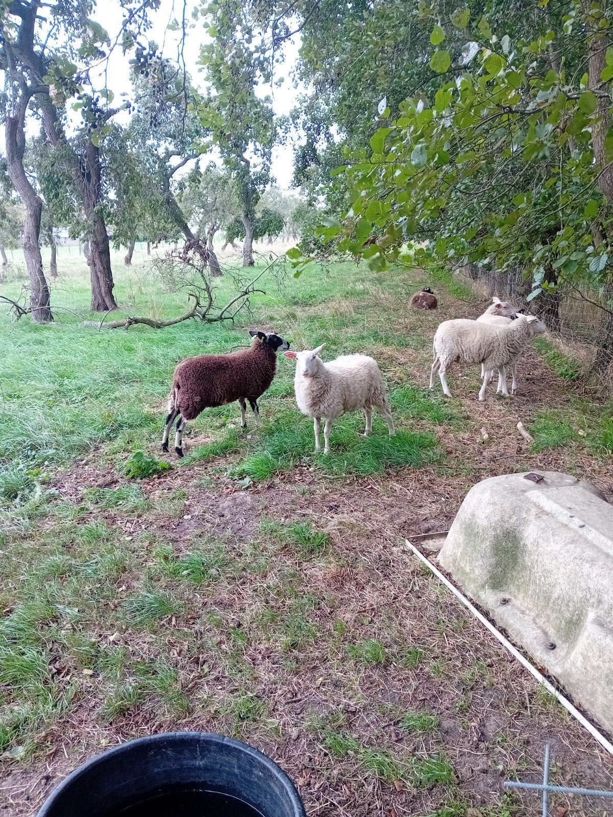 4 mooie ooilammeren, Dieren en Toebehoren, Vrouwelijk, Schaap, 0 tot 2 jaar