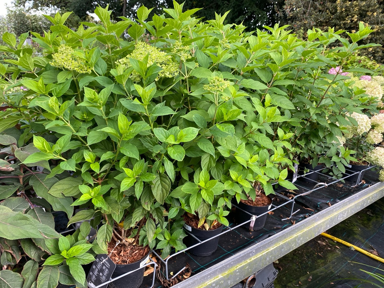 Hortensia 'Limelight' - Paniculata, Vaste plant, Halfschaduw, Zomer, Ophalen