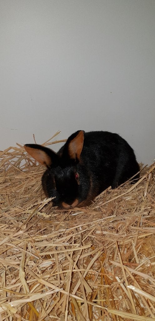 Black en tan | Kleine, lieve konijnen | Mooie kleurslag, Meerdere dieren, Dwerg, Hangoor, 0 tot 2 jaar