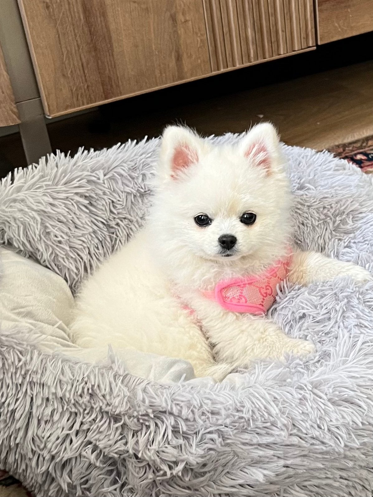 pommeriaan pupy, Dieren en Toebehoren, Honden | Poolhonden, Keeshonden en Oertypen, Particulier, Keeshond, 8 tot 15 weken, Buitenland