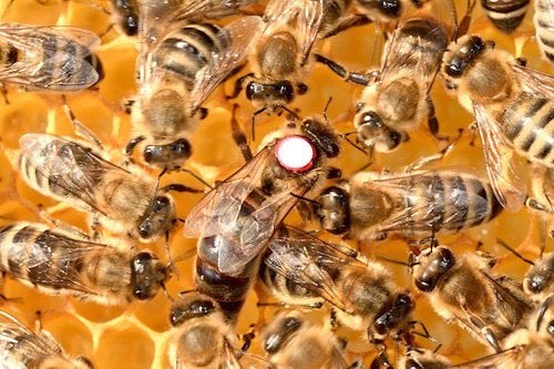 Buckfast f1 bijen koningin net aan de leg., Dieren en Toebehoren, Bijen