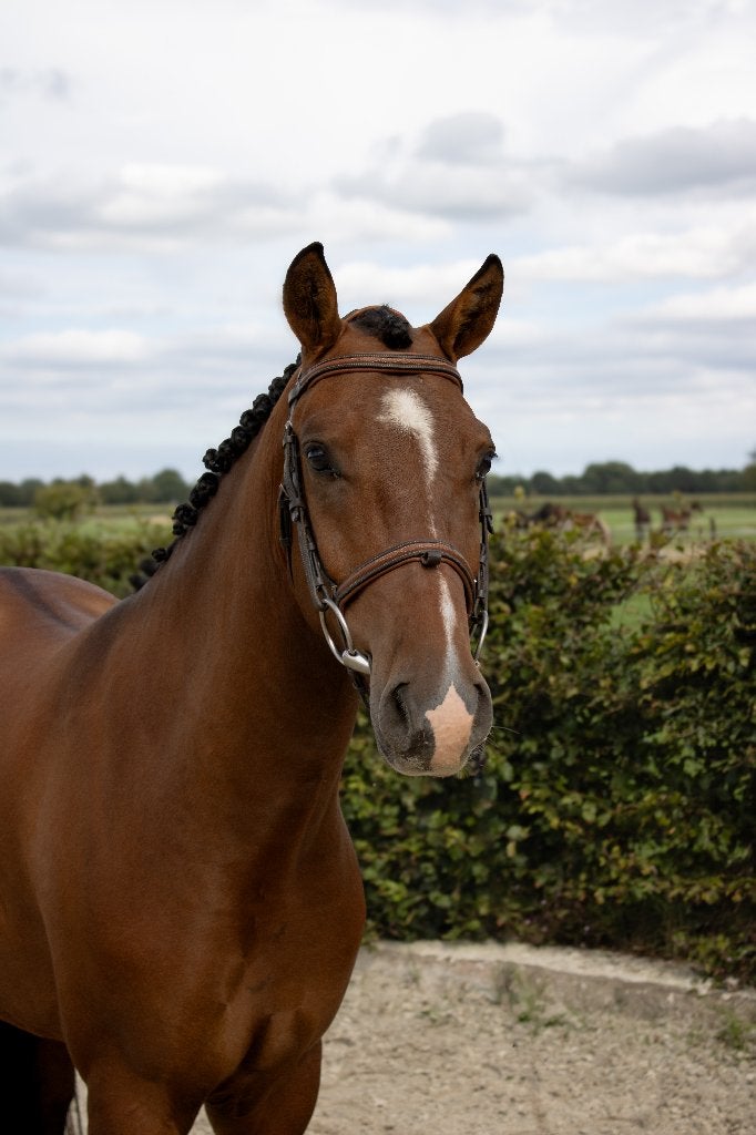 Knappe en brave 3,5 jarige new forest ruin te koop, Gechipt, Ruin, Zadelmak, 3 tot 6 jaar
