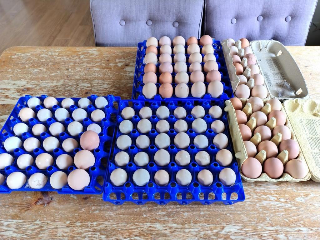 Broedeieren vanaf 30 stuks, Dieren en Toebehoren, Pluimvee, Geslacht onbekend, Kip