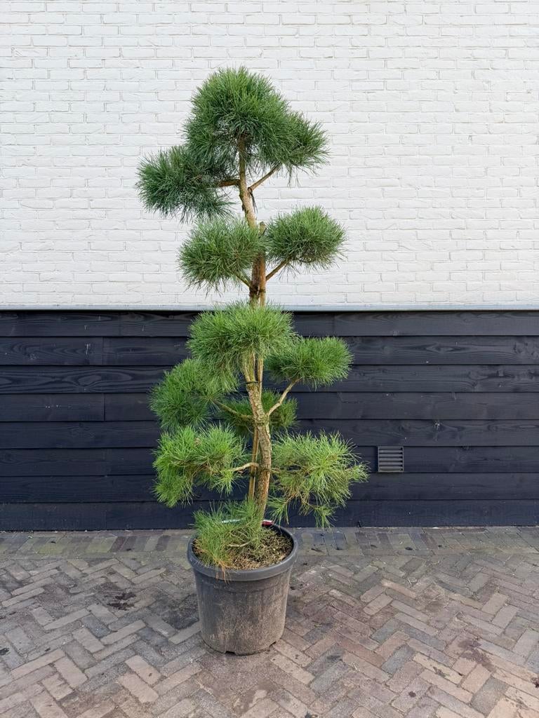 Mooie Pinus sylvestris bonsai, Tuin en Terras, Planten | Bomen, 100 tot 250 cm, Zomer, Palmboom, Ophalen