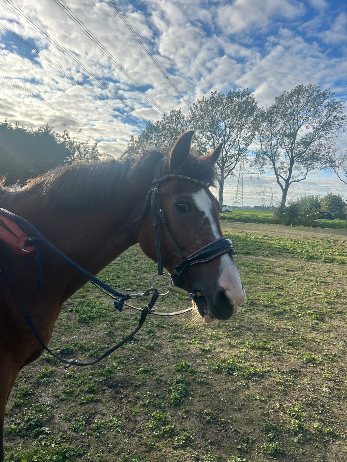 famillie paard, Ruin, A pony (tot 1.17m), Dressuurpony, 0 tot 2 jaar