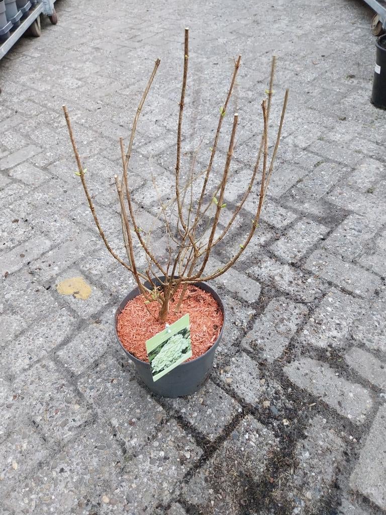 Hortensia Limelight in 5 liter pot, Tuin en Terras, Planten | Tuinplanten, Ophalen