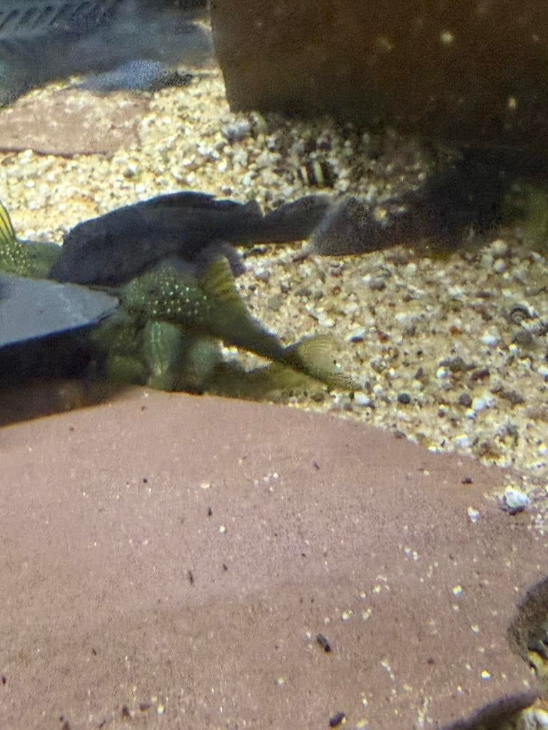 L200 - hemiancistrus subviridis - green phantom maat s